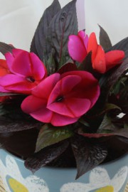Edellieschen (Impatiens neuguinea)