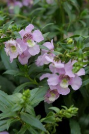 angelonia