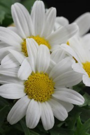 Strauchmargerite (Argyranthemum frutescens)