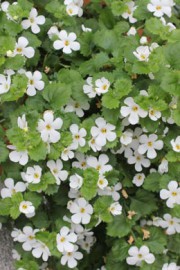 Schneeflockenblume (Bacopa) Sutera cordata