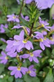 Blaue Fächerblume (Scaevola aemula)