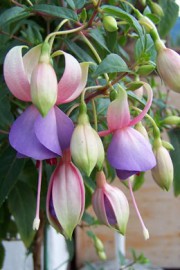 Fuchsien (Fuchsia)