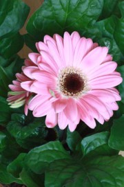Gerbera-Hybriden