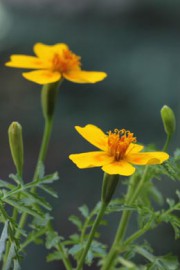 lakritztagetes