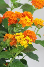 Wandelröschen (Lantana camara)