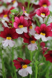 Nemesia strumosa (Elfenspiegel)