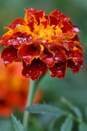 Studentenblume (Tagetes patula)