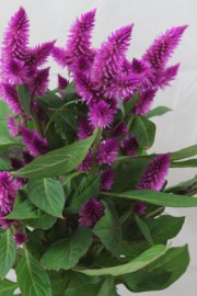 Celosia argentea (Hahnenkamm, Celosie)