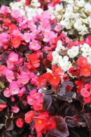 Begonia semperflorens (Eisbegonien)