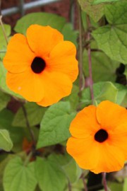Thunbergia alata (Schwarzäugige Susanne)