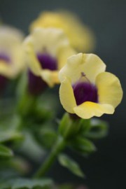 Torenia fournieri (Schnappmäulchen)