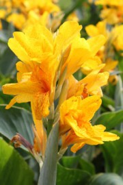Canna indica (Indisches Blumenrohr)