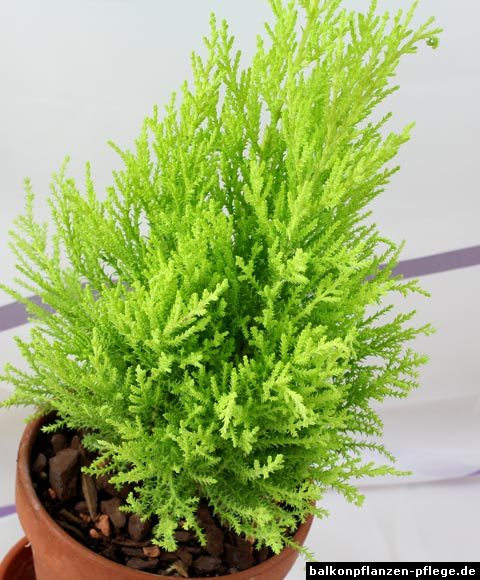 Zimmerzypresse (Cupressus macrocarpa) › Balkonpflanzen Pflege