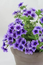 Phlox drummondii (Flammenblume)