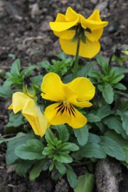 Viola wittrockiana (Garten-Stiefmuetterchen)