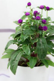 Gomphrena globosa (Kugelamarant)