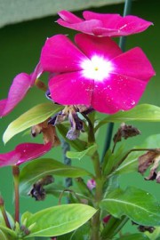 Impatiens walleriana (Fleißiges Lieschen)