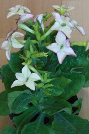 Nicotiana × sanderae (Ziertabak)