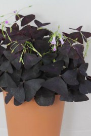 Oxalis triangularis (Dreieckiger Glücksklee)