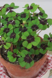 Oxalis tetraphylla (Glücksklee)