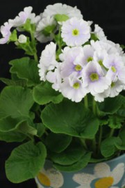 Primula obconica Touch-Me
