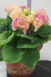 Priumula vulgaris (Primel)