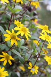 Sanvitalia procumbens (Husarenknopf)