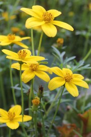 Bidens ferulifolia (Zweizahn, Goldmarie)
