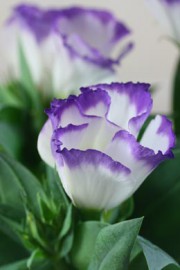 Eustoma grandiflorum (Japanrose, Prärieenzian)