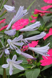Agapanthus (Schmucklilie)