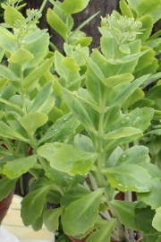 Hylotelephium spectabile (Fetthenne)