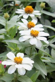 Zinnia-Hybride (Zinnie)