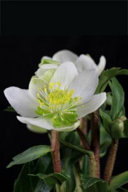 Helleborus niger (Christrose)