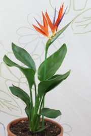 Strelitzia reginae (Paradiesvogelblume)