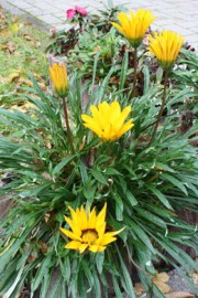 Gazania Mittagsgold