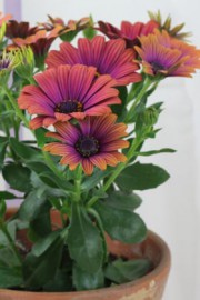 Osteospermum-Hybride