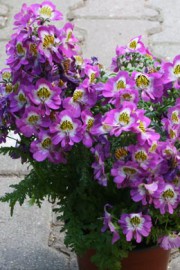Schizanthus × wisetonensis