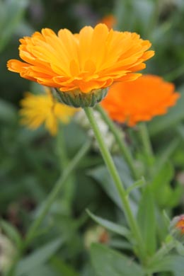 Ringelblume (Calendula officinalis) › Balkonpflanzen Pflege