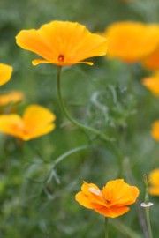 Eschscholzia californica