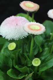 Bellis perennis