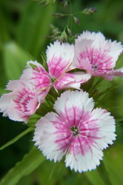 Dianthus barbatus
