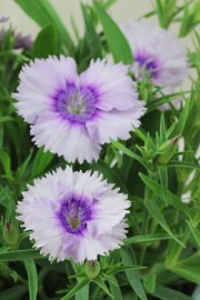 Dianthus chinensis