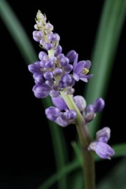 Liriope muscari
