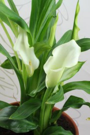 Zantedeschia albomaculata