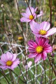 Cosmos bipinnatus