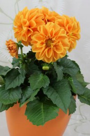 Dahlia-Hybride