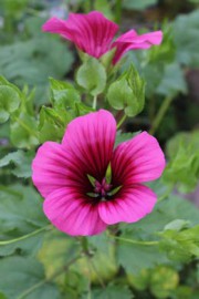 Lavatera trimestris