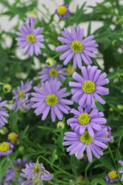 Brachyscome iberidifolia
