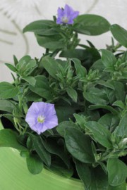 Convolvulus sabatius