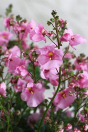 Diascia-Hybride